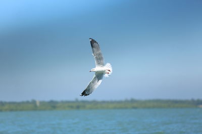 Bird flying over sea