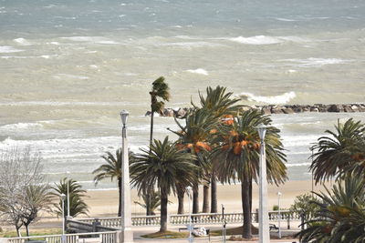 Palm trees on beach