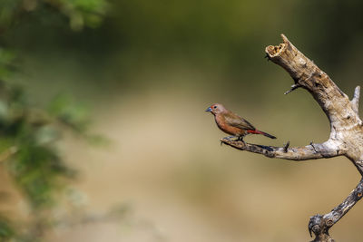 Close-up of bird perching on branch