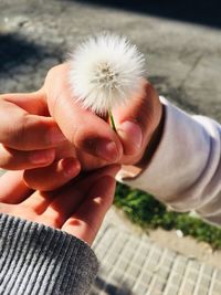 Close-up of hands holding dandelion