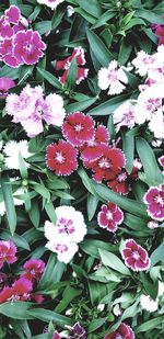 Close-up of pink flowering plants