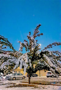 Tree against clear blue sky