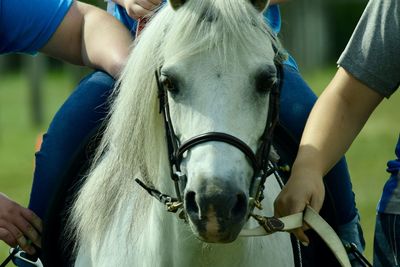 Midsection of woman riding horse