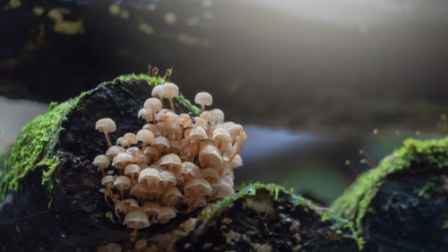 Close-up of mushrooms growing on moss