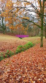 Sunlight falling on autumn leaves on field