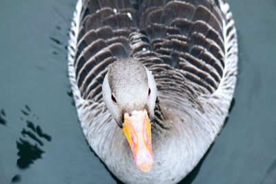 Close-up of swan swimming in water