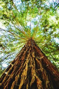 Low angle view of tree against sky