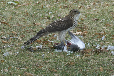 Bird on field