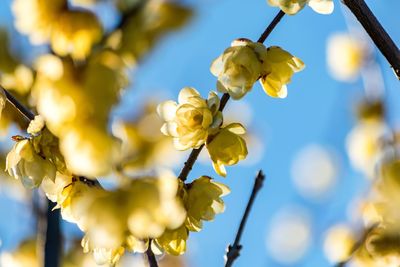 Close-up of yellow flowers blooming outdoors