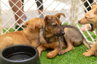 Close-up of two dogs