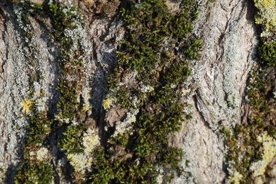 Close-up of moss on tree trunk