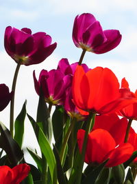 Close-up of pink tulips