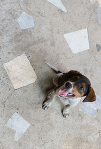 High angle view of dog looking up