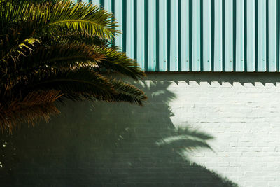 Shadow of palm tree on wall