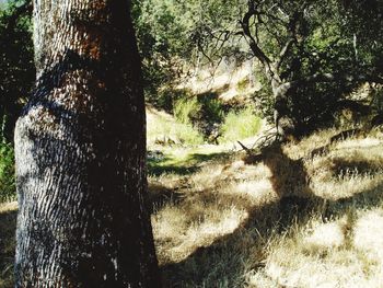 Close-up of trees against sky