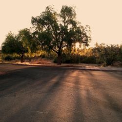 Empty road along trees