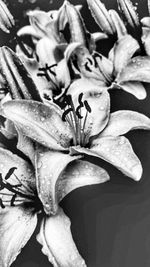 Close-up of raindrops on flowering plant