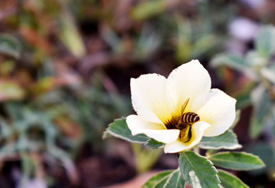 Close-up of white rose flower