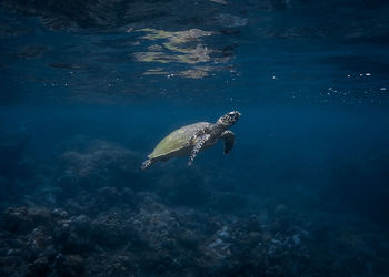 Turtle swimming in sea