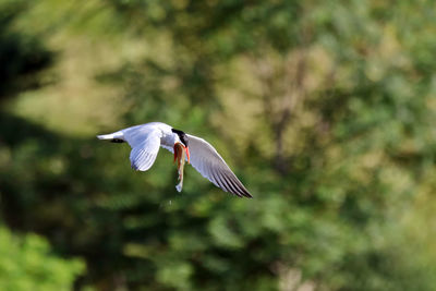 High angle view of bird flying