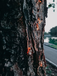 Close-up of lichen on tree trunk