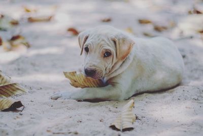 Close-up of dog