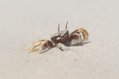 Close-up of spider on sand at beach