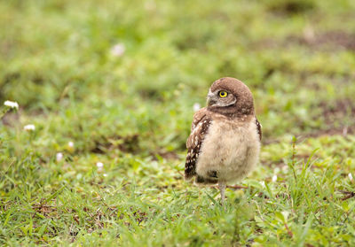 Baby burrowing owl athene cunicularia perched outside its burrow on marco island, florida