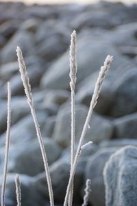 Close-up of frozen plant during winter