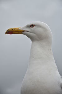 Close-up of bird