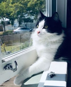 Cat looking through window