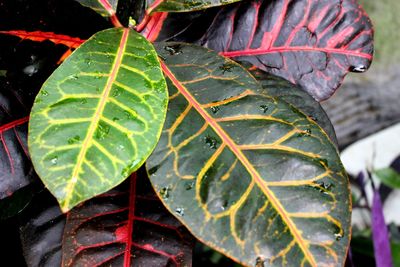 Close-up of leaves