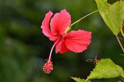 Close-up of hibiscus on plant