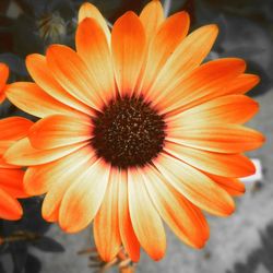 Close-up of orange flower blooming outdoors