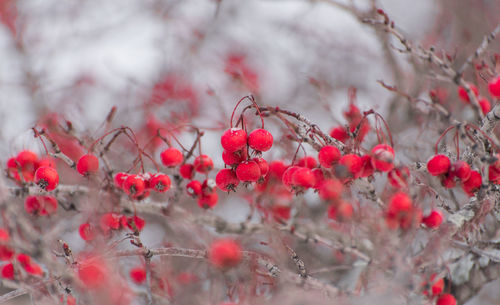 Close-up of red berries growing on tree