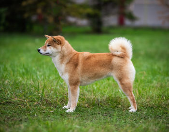 Shiba inu dog