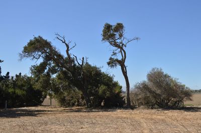 Trees on field against clear blue sky