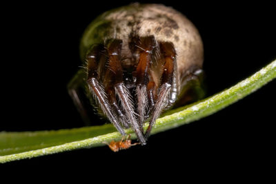 Close-up of insect over black background