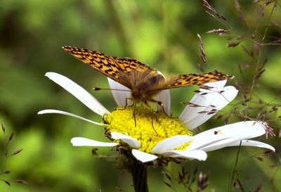 Close-up of butterfly perching on flower