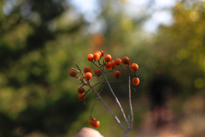 Close-up of berries growing on tree