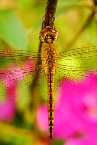 Close-up of dragonfly