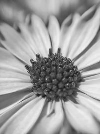 Extreme close-up of flower pollen