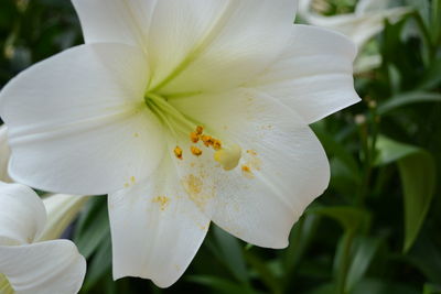 Close-up of white flower blooming at park