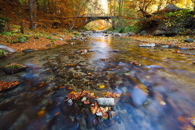 Autumn leaves floating on river in forest