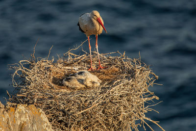 Close-up of bird perching on nest