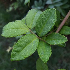 Close-up of wet plant