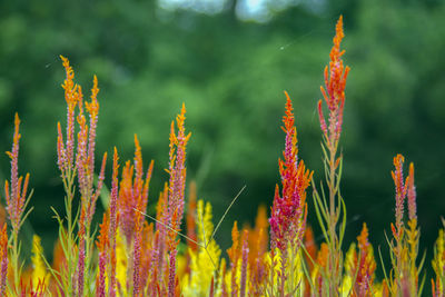 Close-up of flowering plants on field