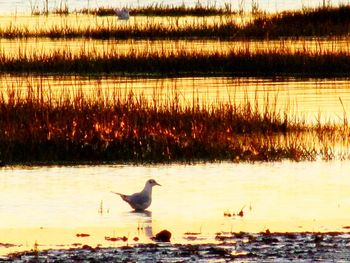 Birds flying over lake during sunset