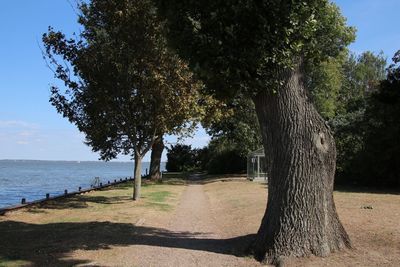 Trees in park against sky