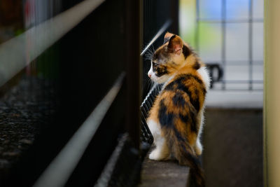 Rear view of kitten on window sill